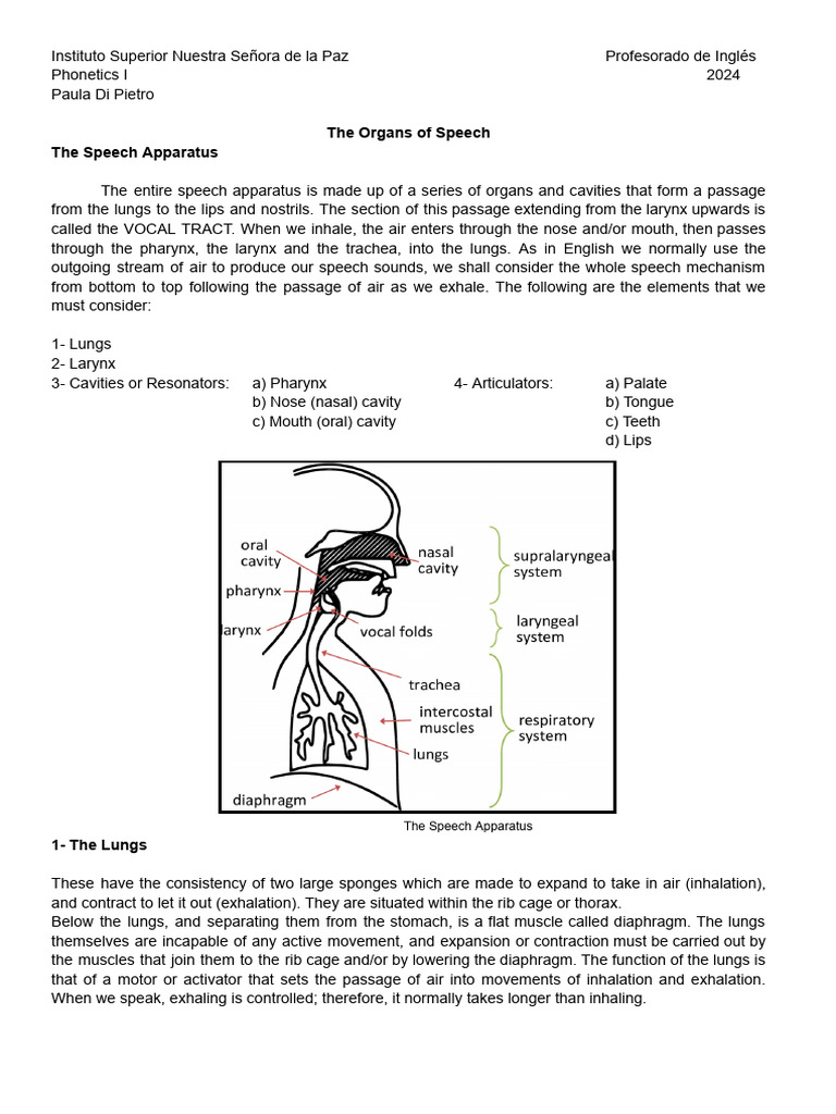 Anatomy of the Speech Apparatus | PDF | Larynx | Phonetics