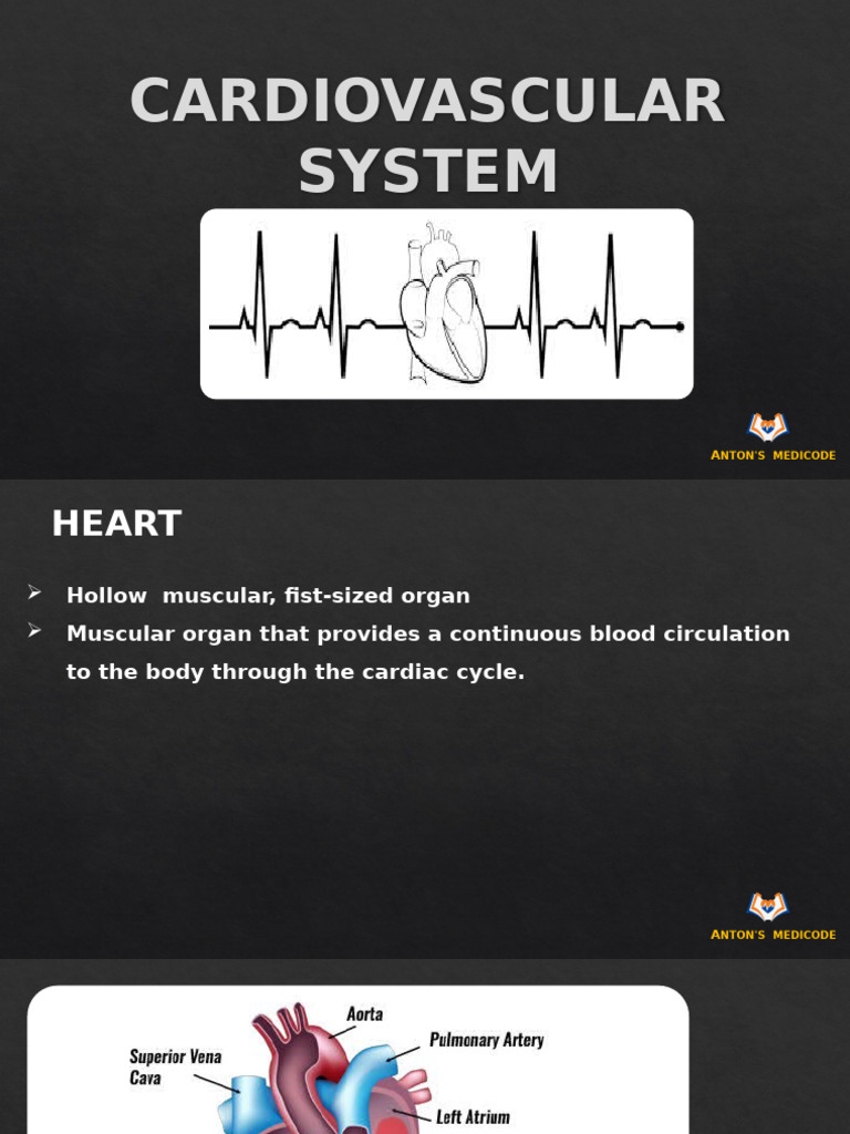 A11 Cardiovascular System 10 | PDF | Heart | Heart Valve