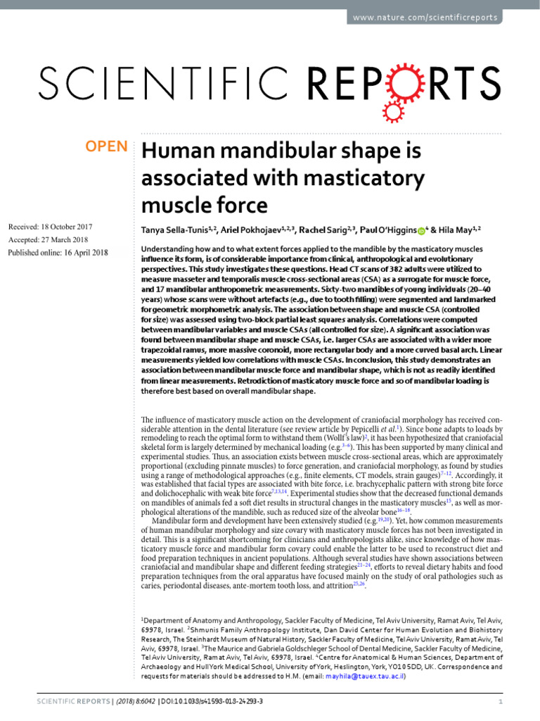 Mandibular Shape and Muscle Force Study | PDF