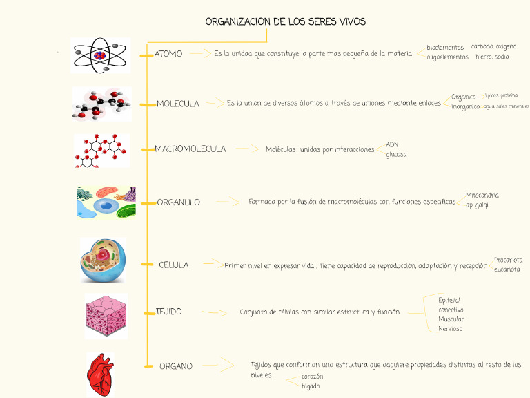 Organizacion de Los Seres Vivos Fipt | PDF