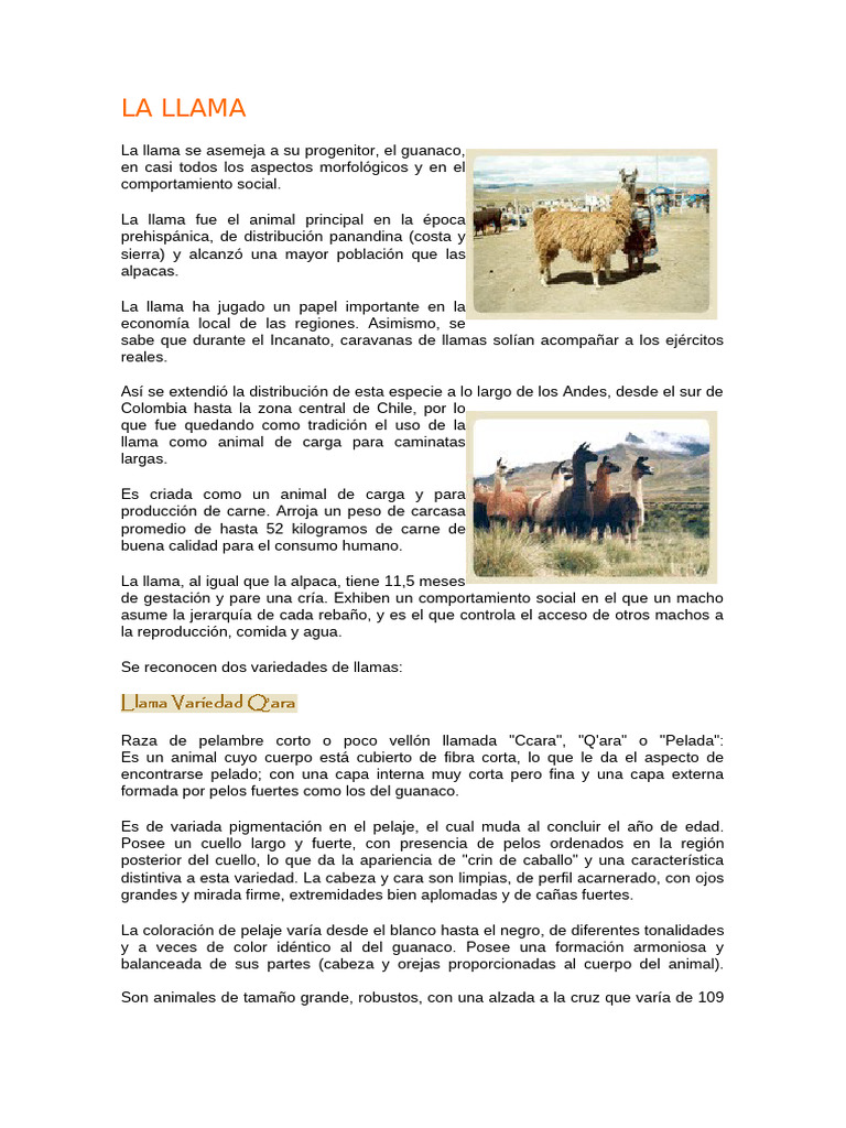 Características y crianza de la llama | PDF | Piel | Zoología