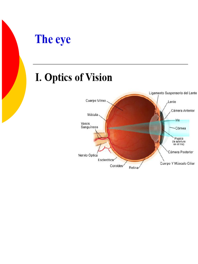 Understanding Eye Optics and Vision | PDF | Optics | Eye