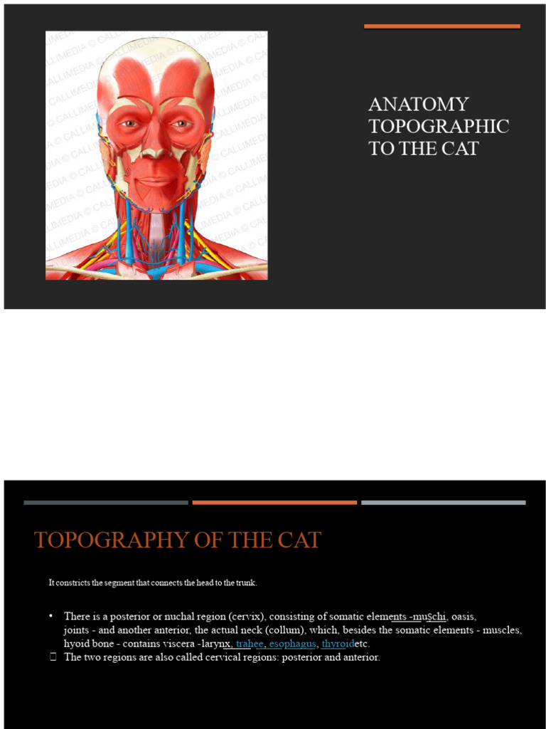 Topographic Anatomy of the Neck | PDF | Neck | Larynx