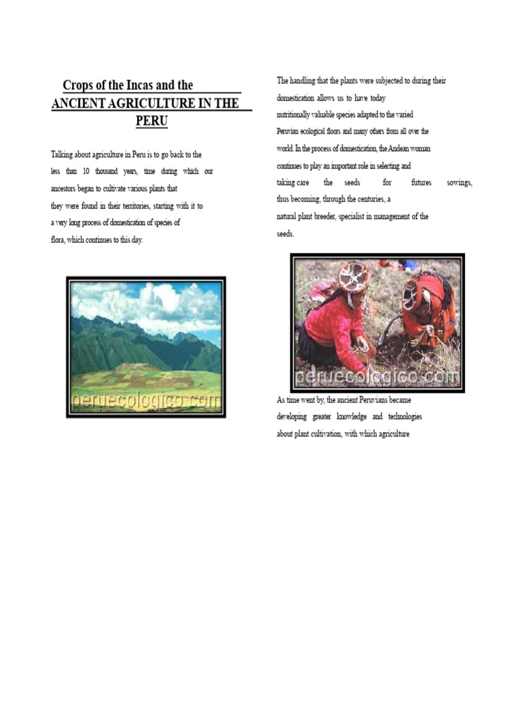 Foods of The Incas | PDF | Nutrition | Diet & Nutrition
