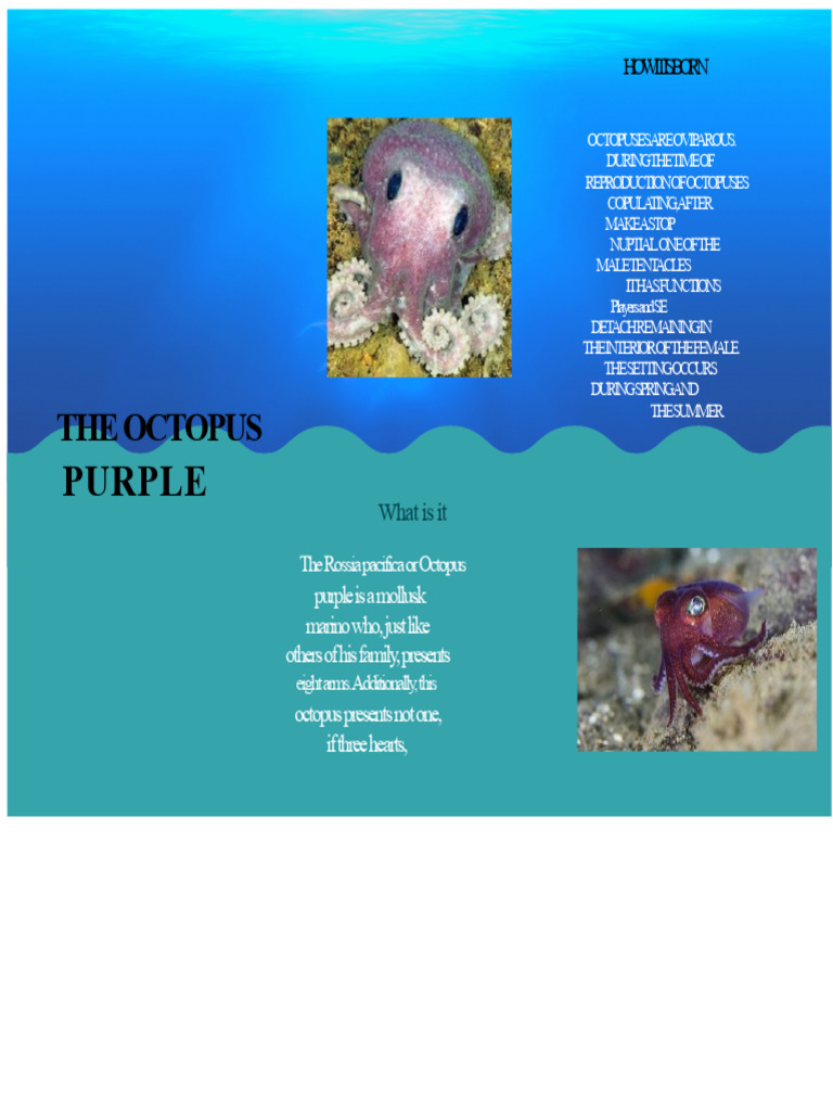 Information About The Purple Octopus | PDF | Octopus | Zoology