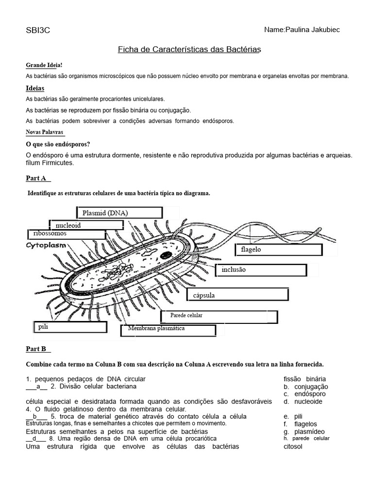 Folha de Exercícios Sobre Bactérias | PDF | Célula (Biologia) | Bactérias
