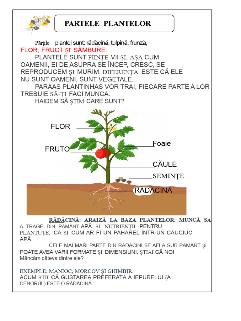 Părțile Plantelor - Text Informativ | PDF