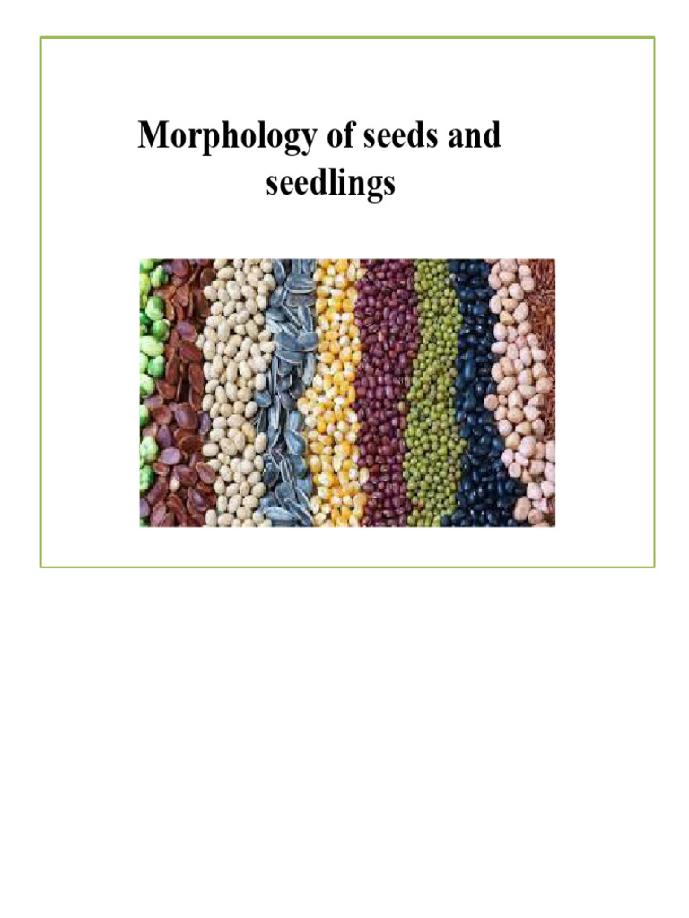 Seed and Seedling Morphology Guide | PDF | Seed | Flowers