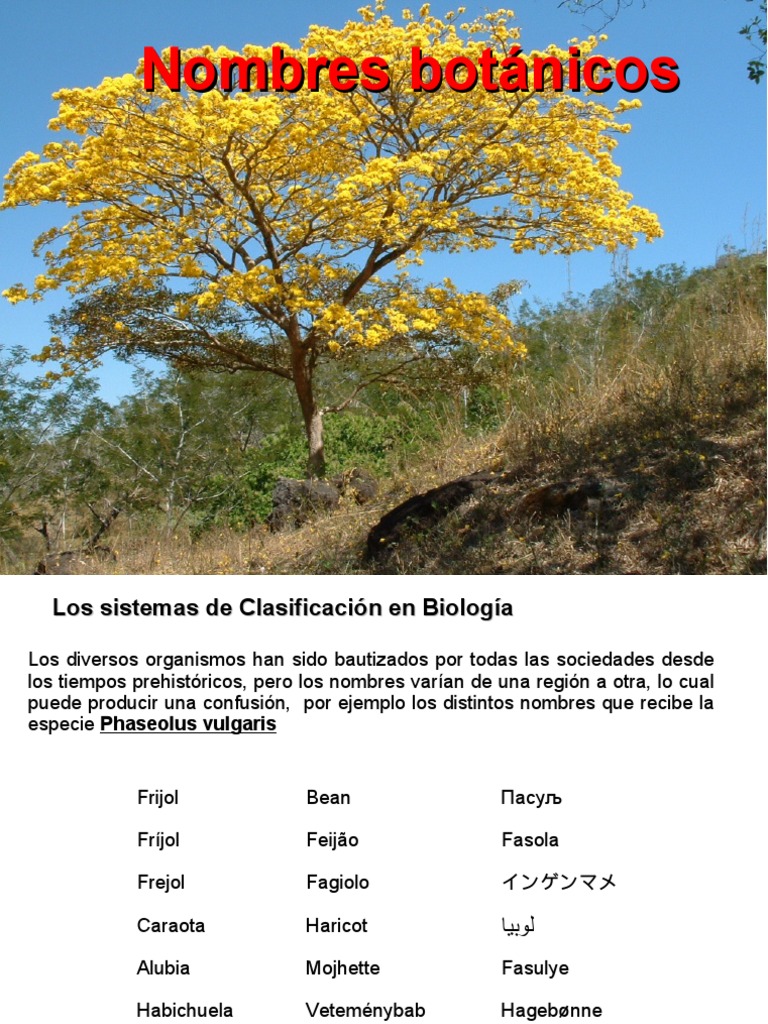 Taxonomia Botánica Convenciones de nombres Taxonomía Vegetal