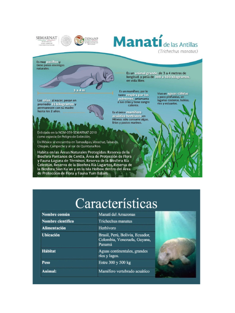 Manatee Species Overview and Facts | PDF