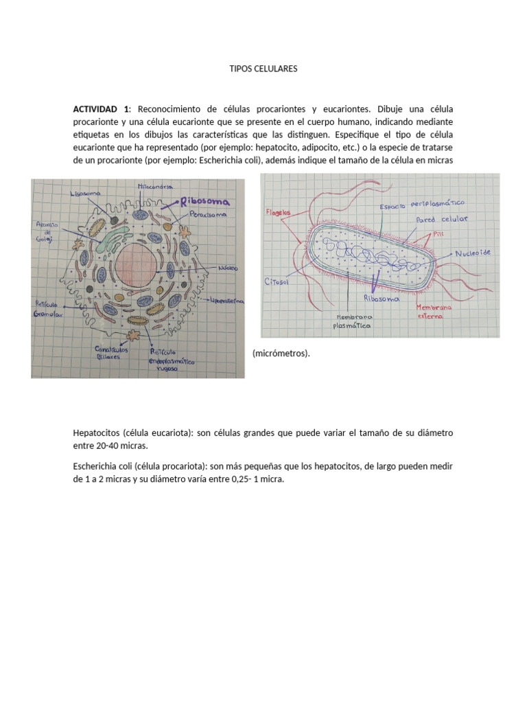 Tipos de Células: Procariontes y Eucariontes | PDF | Biología Celular ...