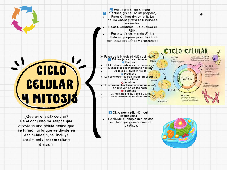 Resumen Visual Del Ciclo Celular y Mitosis | PDF