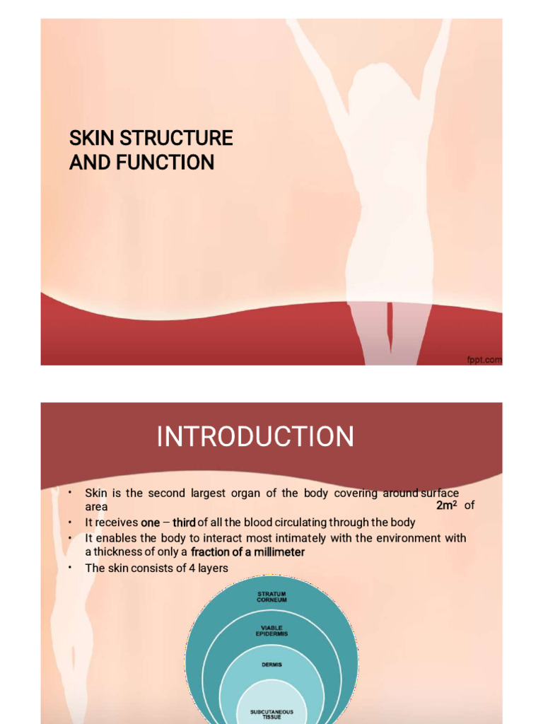Skin Structure and Functions Explained | PDF | Epidermis | Skin