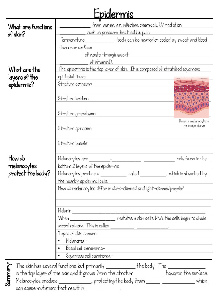Functions and Structures of Skin Layers | PDF