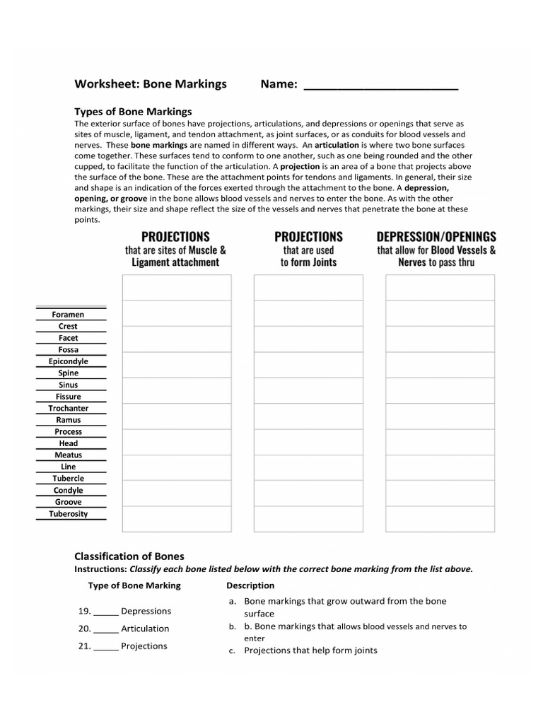 WorksheetBoneMarkings 1 Images 1 | PDF