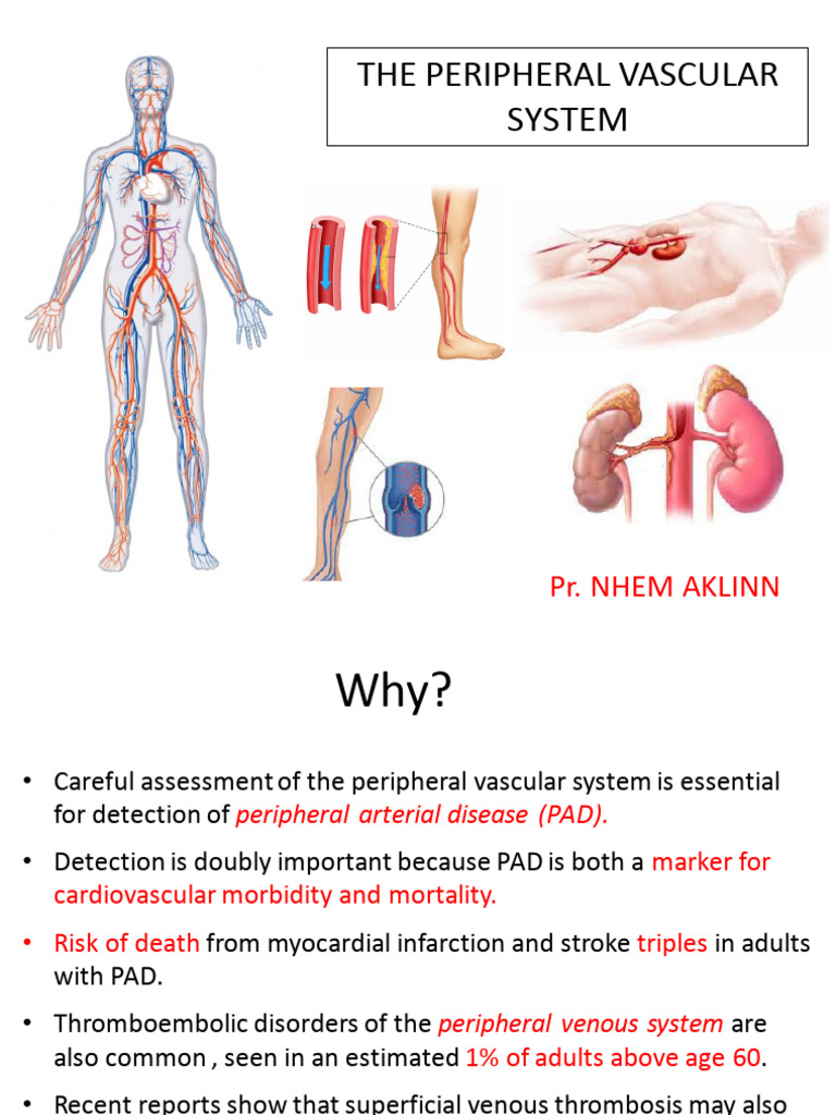 Peripheral Vascular System Assessment | PDF | Vein | Thrombosis