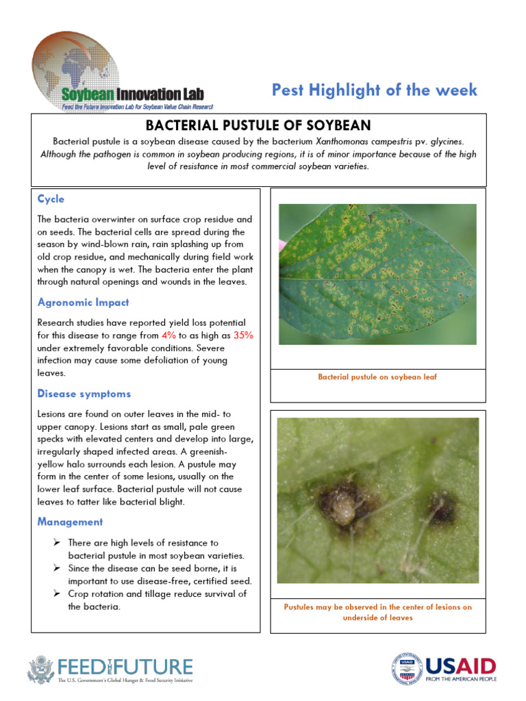 Bacterial Pustule in Soybeans Explained | PDF