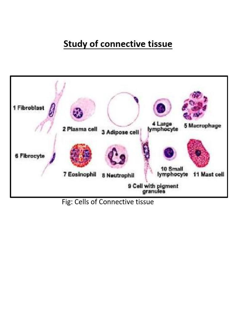 Connective Tissue: Functions and Locations | PDF