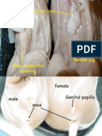 Pig Dissection Help