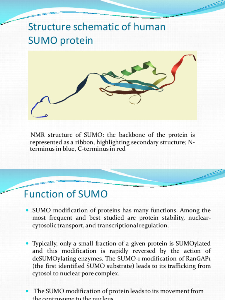Human SUMO Protein Structure and Function | PDF