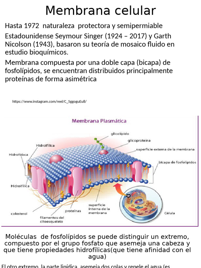 Estructura y funciones de la membrana celular | PDF | Membrana ...