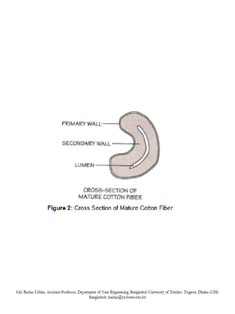 Cotton Fiber Cell Wall Development | PDF | Fibers | Yarn