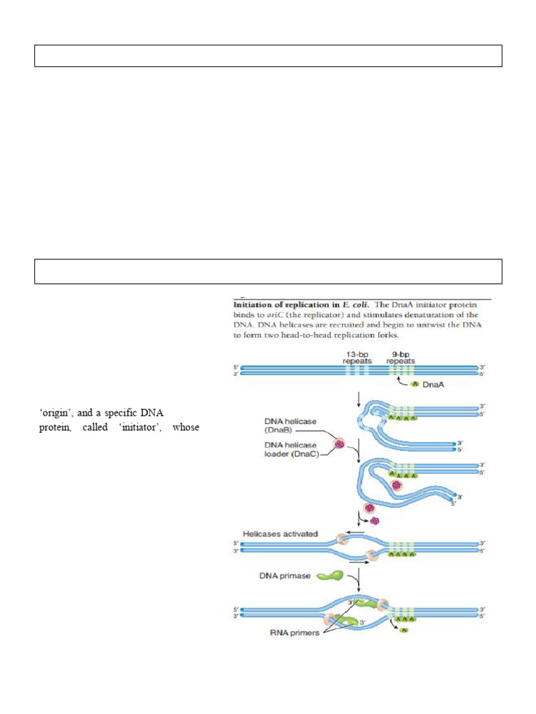DNA Replication in Prokaryotes | PDF | Dna Replication | Primer ...