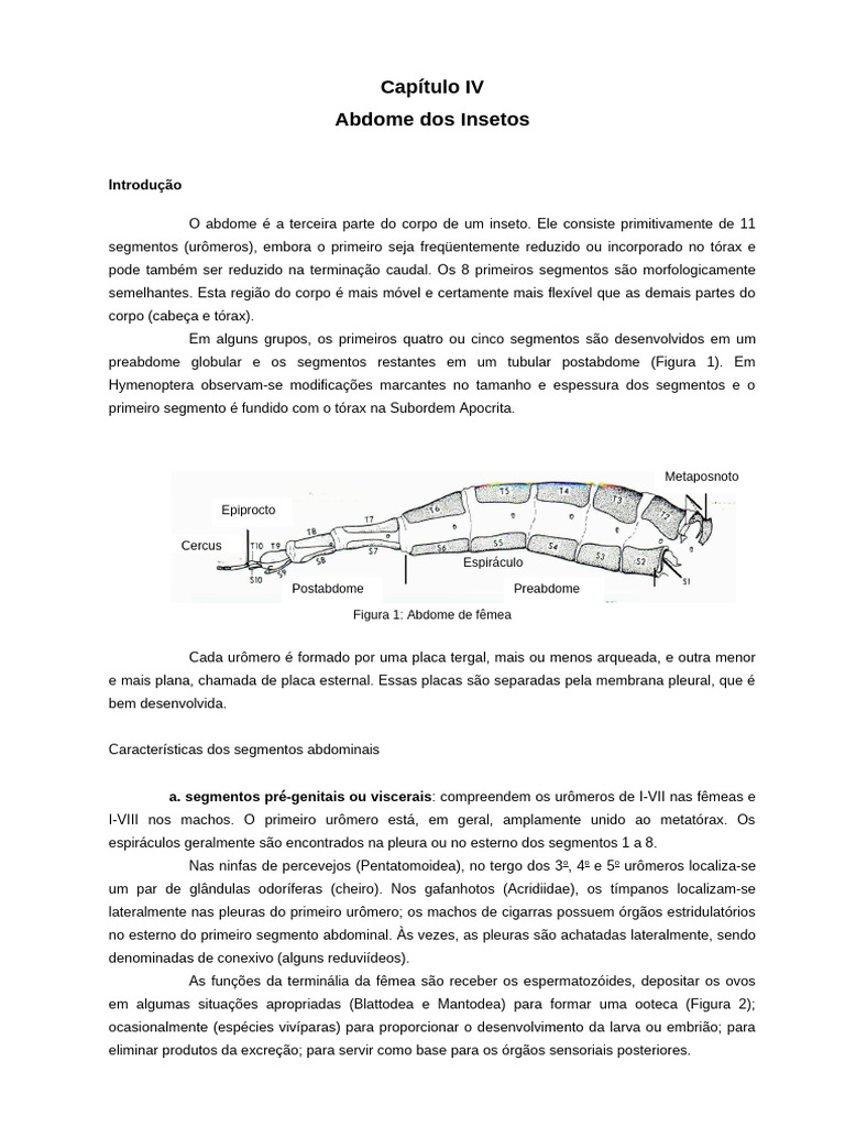 Estrutura e Funções do Abdome dos Insetos | PDF | Insetos | Himenópteros