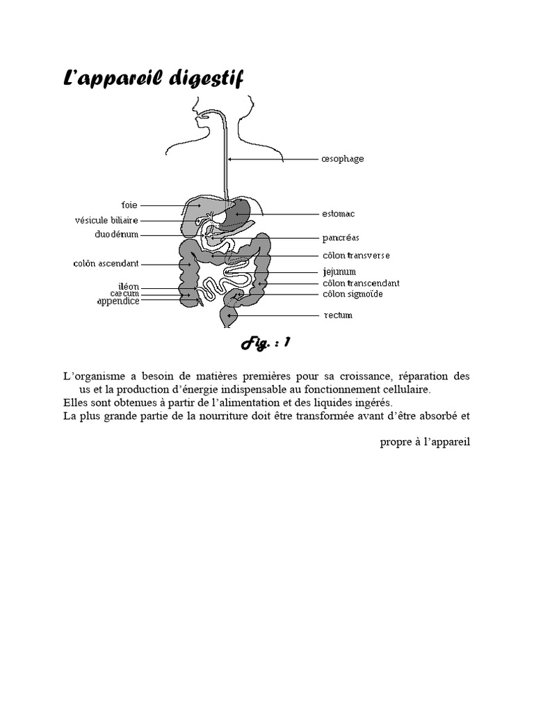 Anatomie et Fonction de l'Appareil Digestif | PDF | Foie | Langue