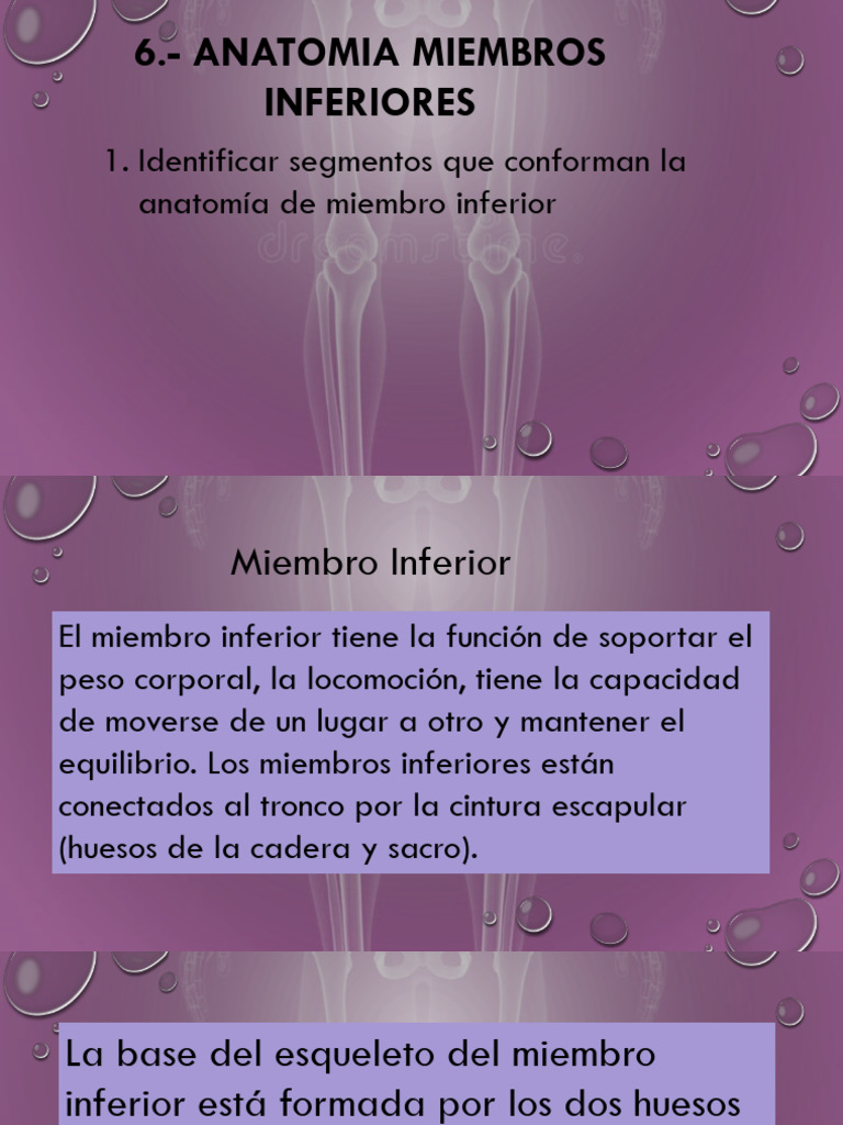 Anatomía de los Miembros Inferiores | PDF | Pelvis | Pie