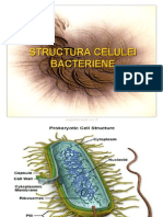 Structura Celulei Bacteriene