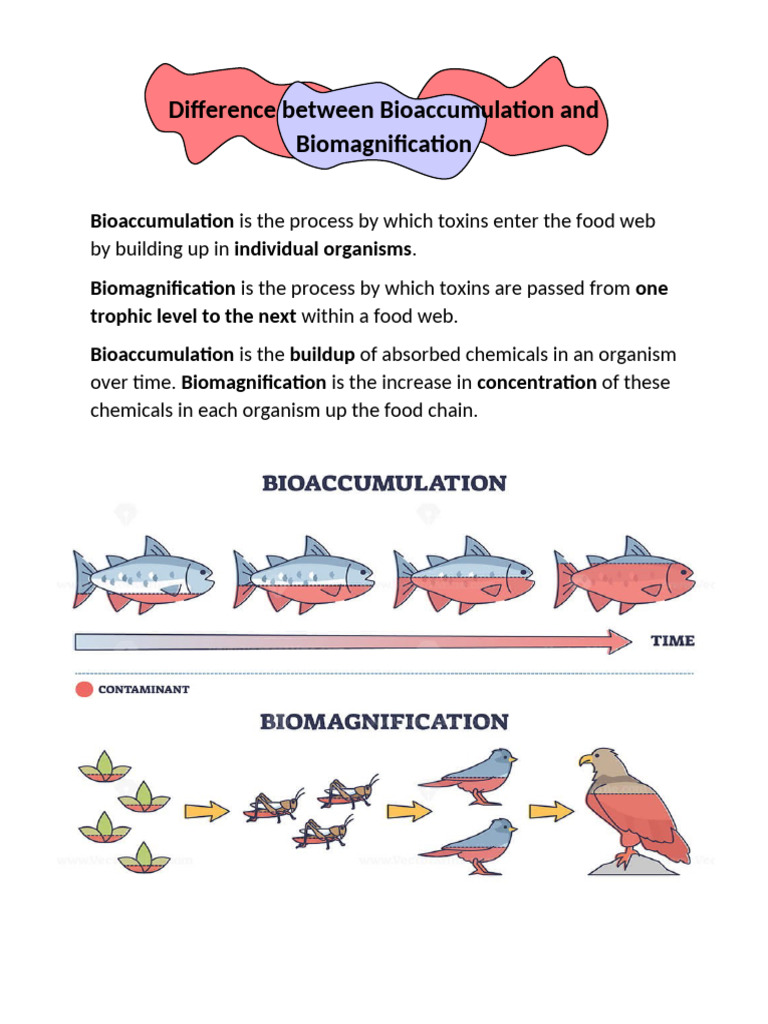 Bioaccumulation vs. Biomagnification | PDF