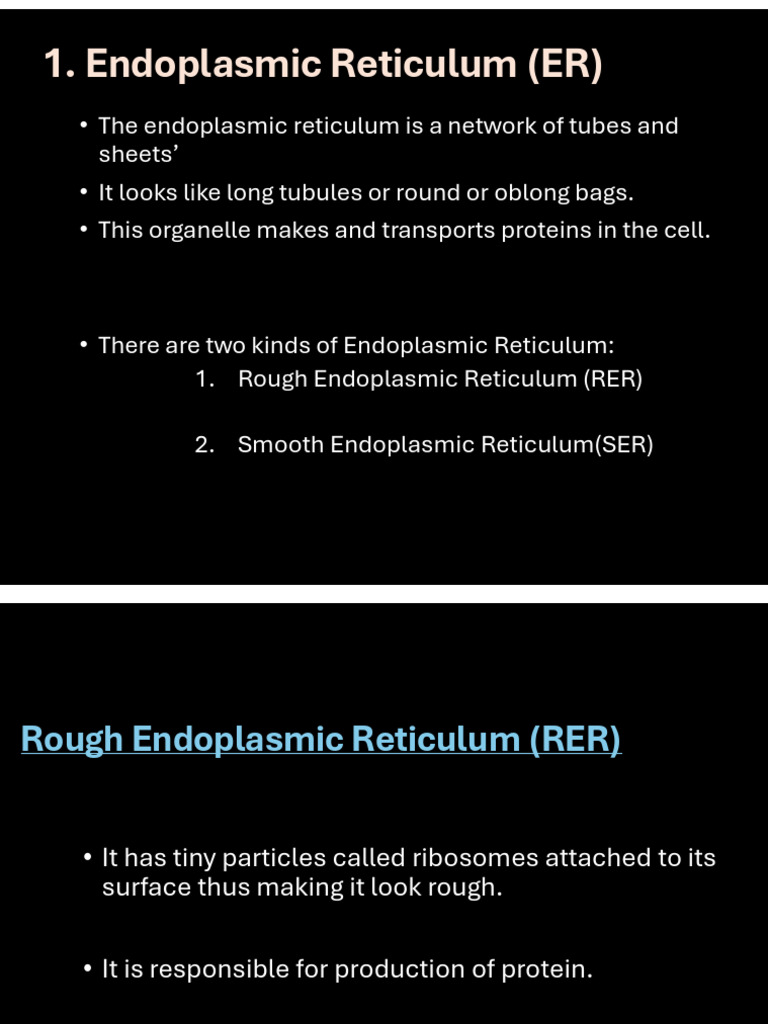 Functions of Endoplasmic Reticulum | PDF