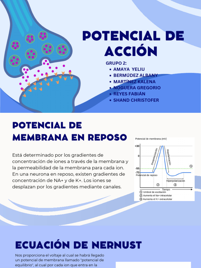 Potencial de Acción y Neuronas en el Sistema Nervioso | PDF | Sinapsis ...