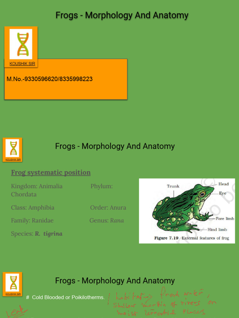 Frog Morphology and Anatomy Overview | PDF | Heart | Digestion