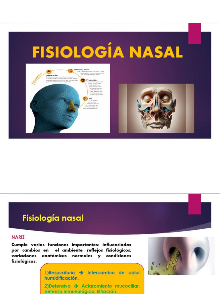 Fisiología y Funciones de la Nariz | PDF | Nariz humana | Sistema olfativo