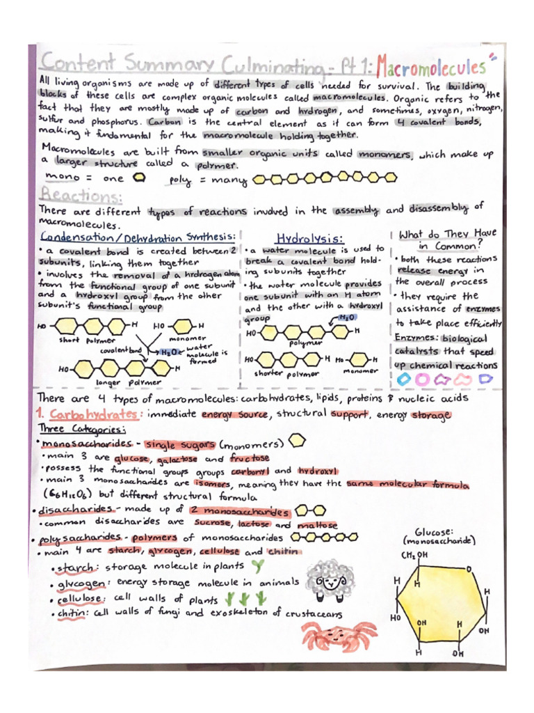 Bio Culminating - Content Summaries Level 4 Example | PDF