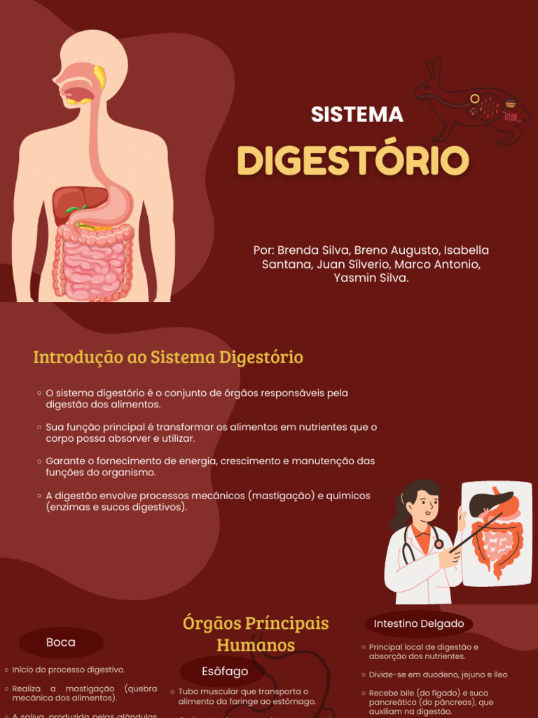 Funções e Estrutura do Sistema Digestório | PDF | Digestão | Sistema ...