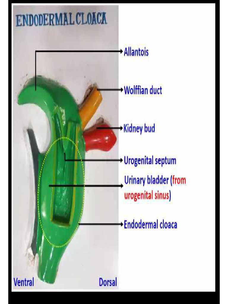 Embryology - Practical Models | PDF