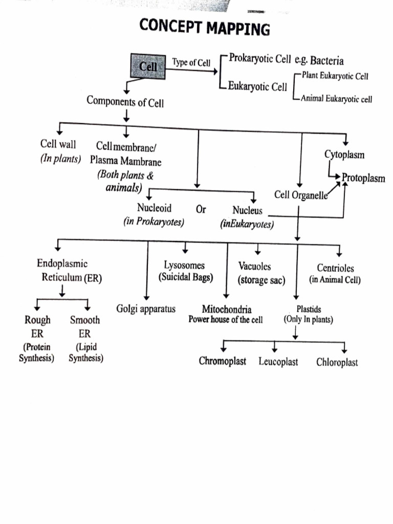 Understanding Cell Types and Functions | PDF | Endoplasmic Reticulum ...
