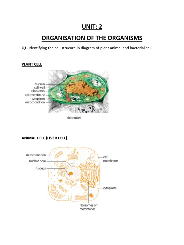 Unit 2organisationoftheorganisms | PDF | Cell (Biology) | Tissue (Biology)