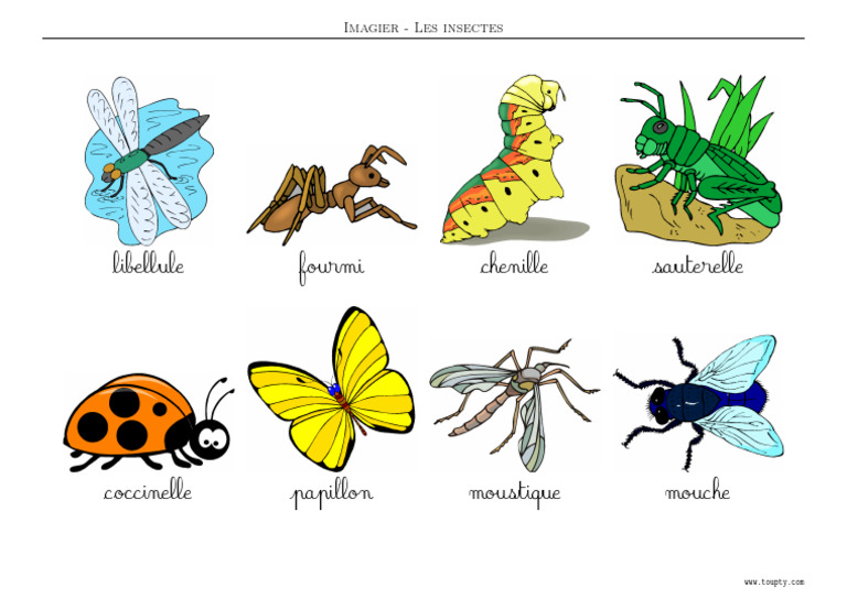 Imagier Insecte Couleur Cursive 1 | PDF