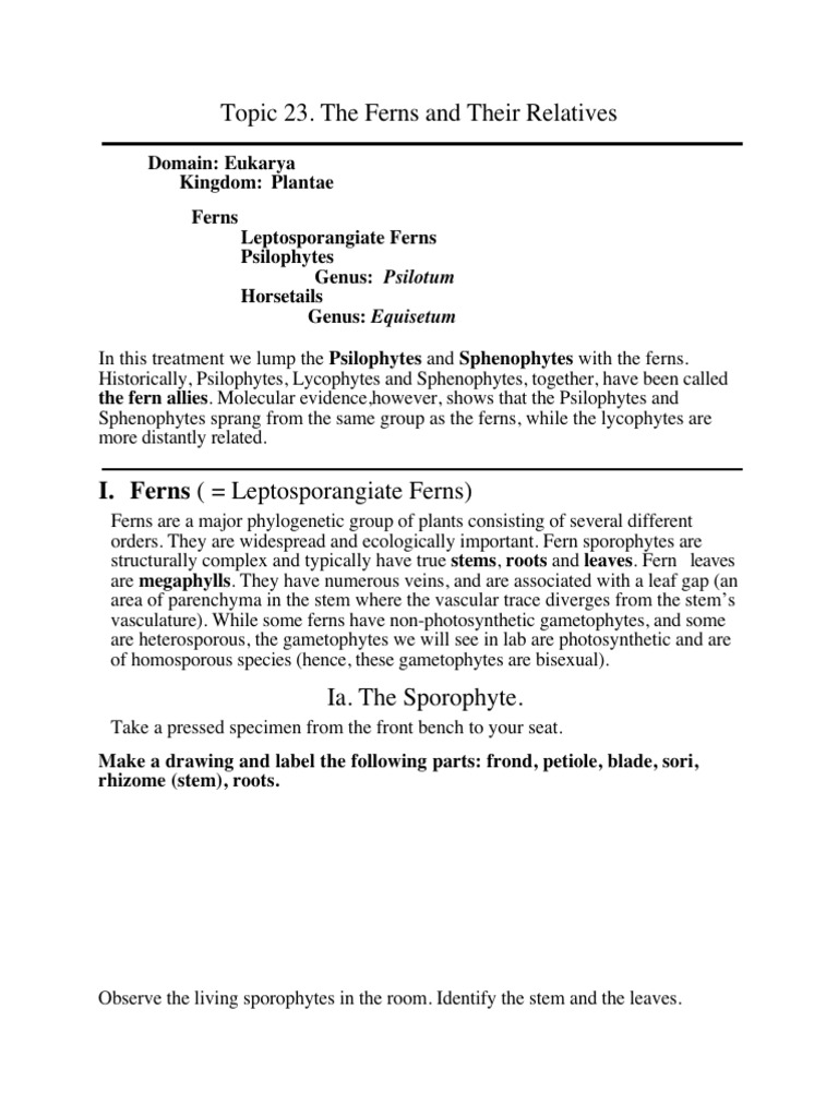 Ferns and Their Relatives Overview | PDF | Fern | Leaf