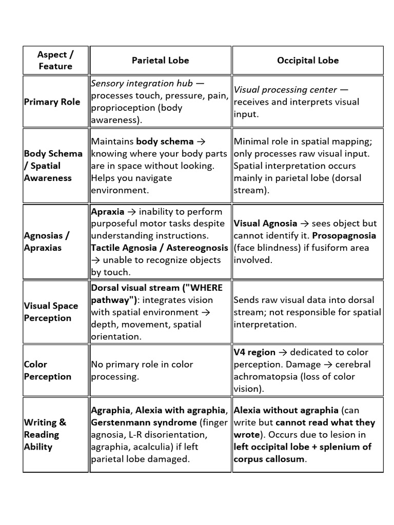 Parietal vs Occipital Lobe Functions | PDF