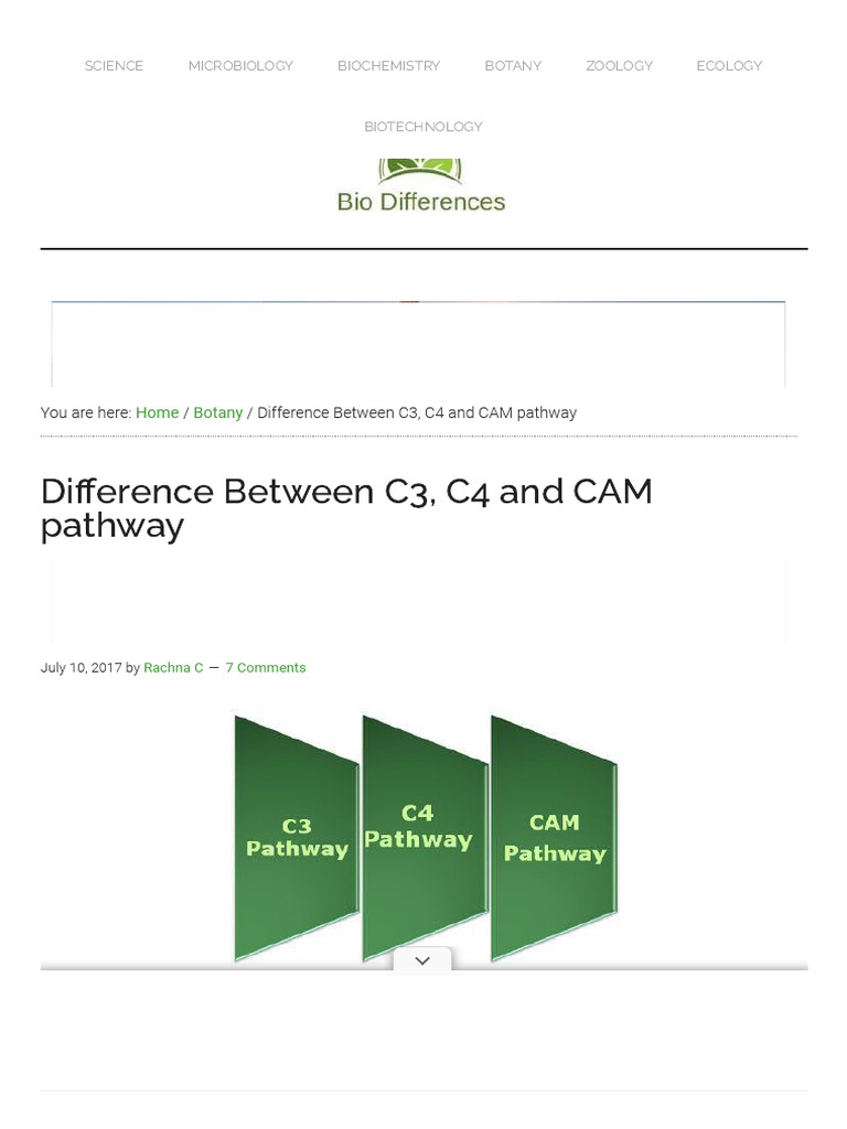 C3, C4, and CAM Pathway Differences | PDF | Photosynthesis | Cellular ...
