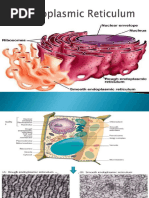 SER vs RER: Functions and Differences | PDF | Endoplasmic Reticulum ...