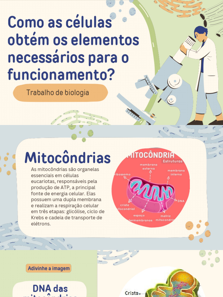 Função e Importância das Mitocôndrias | PDF | Respiração celular ...