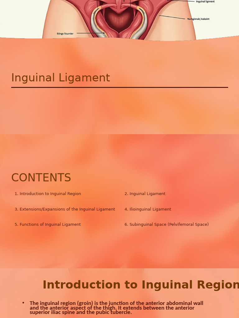 Understanding the Subinguinal Space | PDF | Abdomen | Musculoskeletal ...