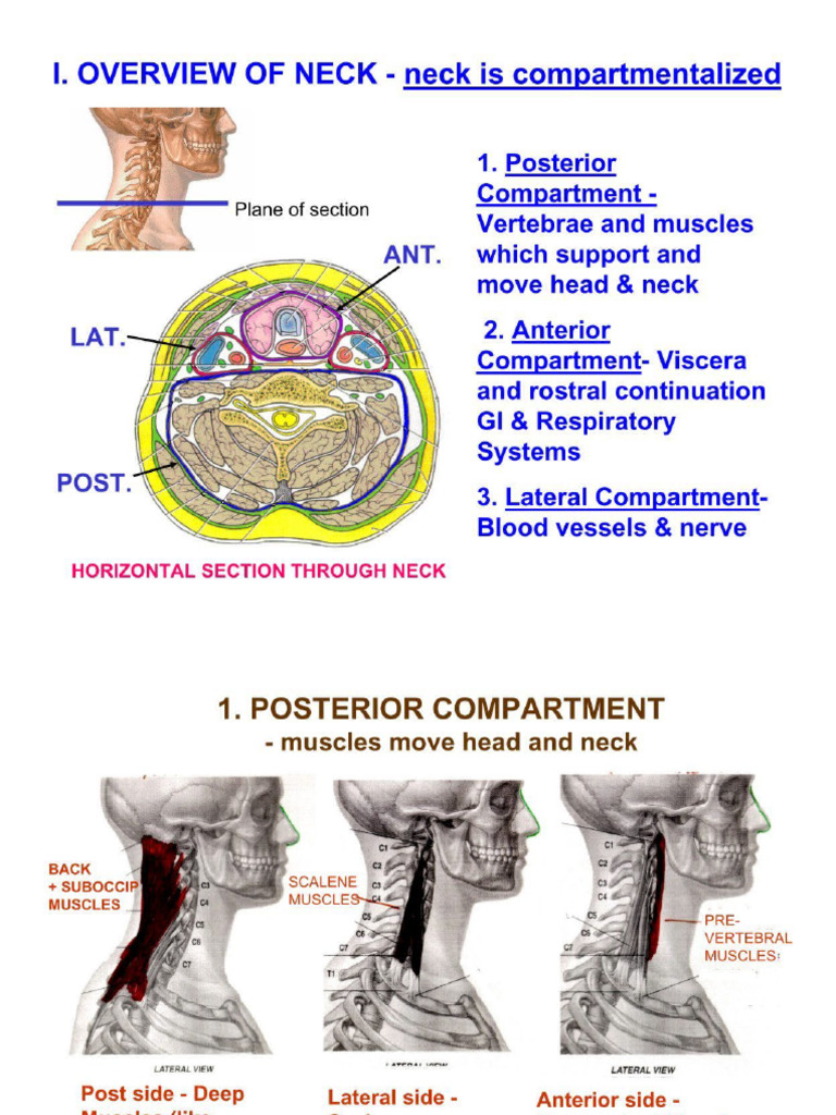 4 - Overview of The Neck | PDF