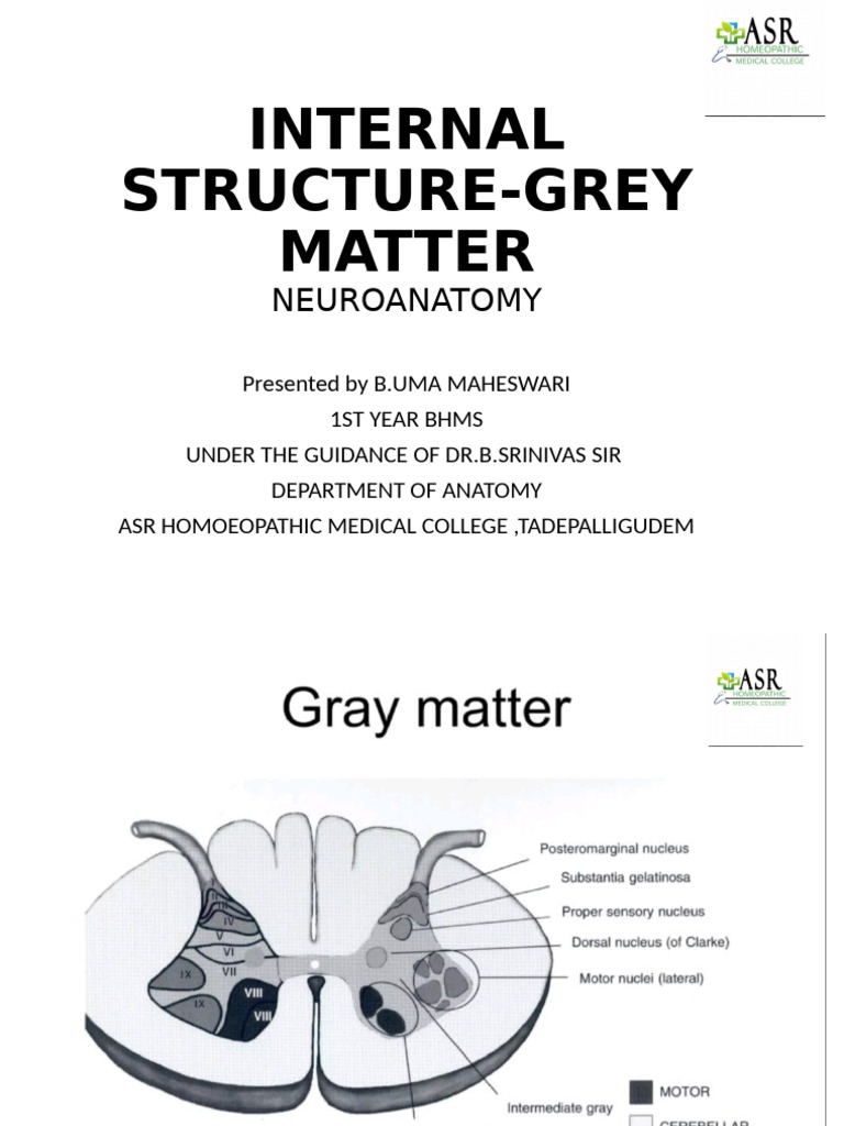 Grey Matter Neuroanatomy Overview | PDF | Grey Matter | Cerebral Cortex